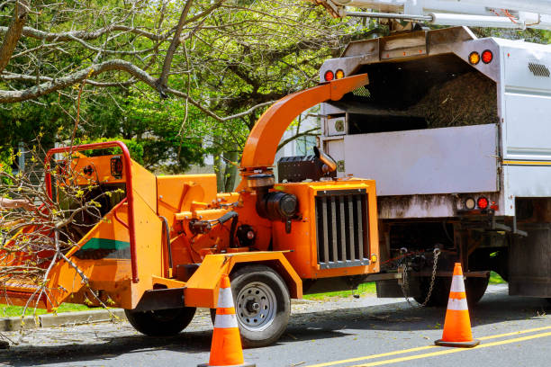 How Our Tree Care Process Works  in University Park, TX